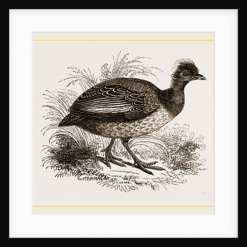 Crested Guinea-Fowl by Anonymous