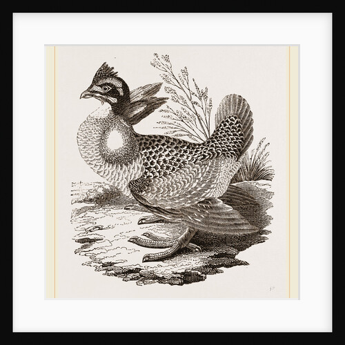 Finnated Grouse by Anonymous