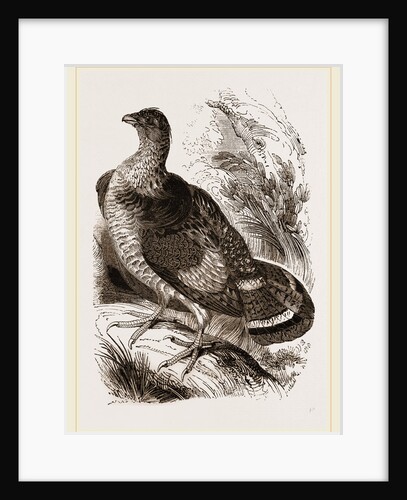Ruffed Grouse by Anonymous