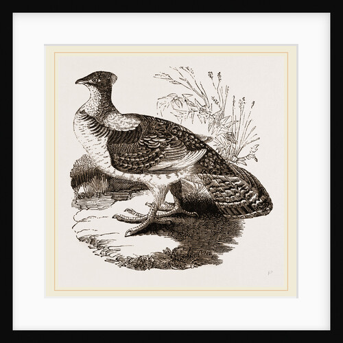 Ruffed Grouse by Anonymous