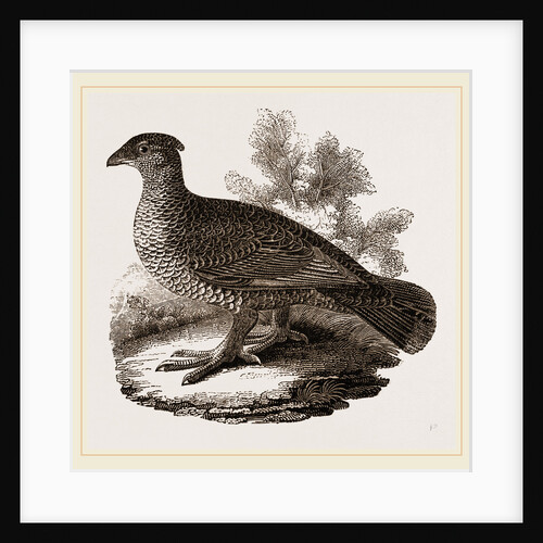Dusky Grouse by Anonymous