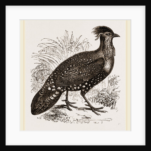 Hastings' Horned Pheasant Male by Anonymous