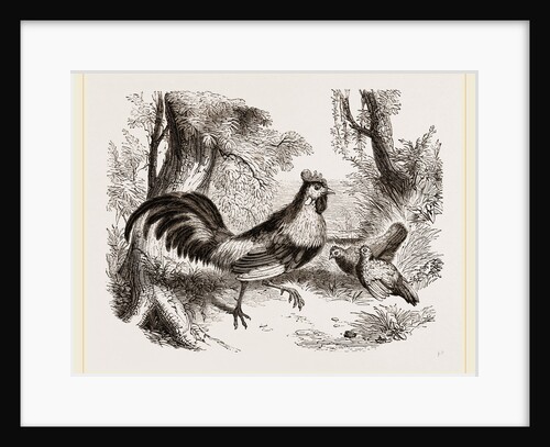 Jungle-Fowl of India by Anonymous