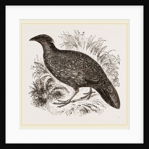 Hastings' Horned Pheasant Female by Anonymous