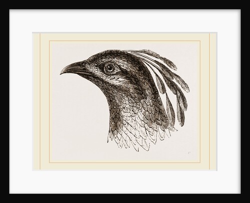 Head of Impeyan Pheasant by Anonymous