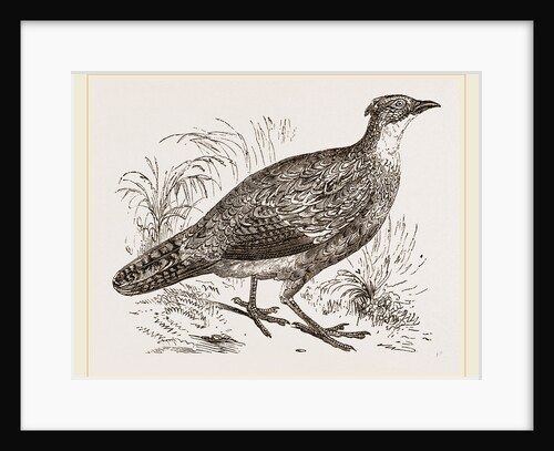 Impeyan Pheasant Female by Anonymous