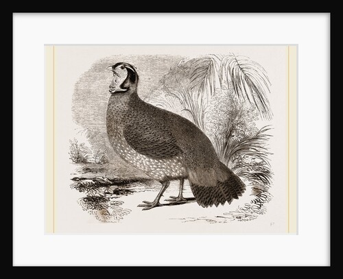 Temminck's Horned Pheasant by Anonymous