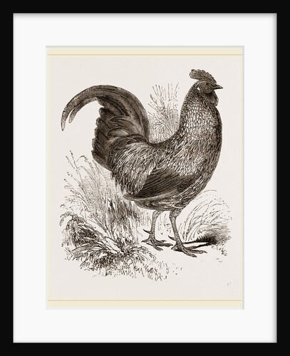 Sonnerat's Jungle-Fowl Male by Anonymous