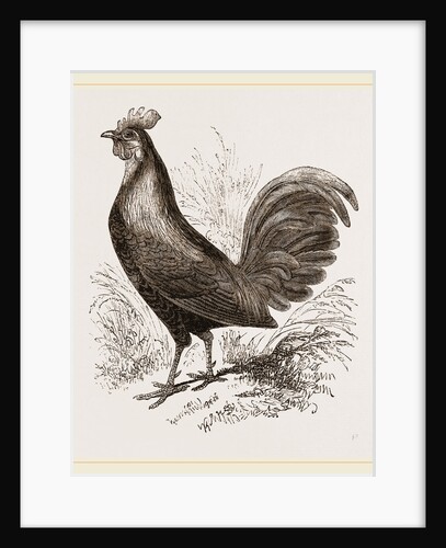 Bankiva Jungle Fowl by Anonymous