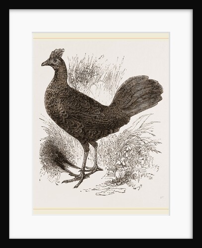 Fire-backed Jungle Fowl Female by Anonymous
