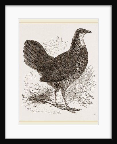 Sonnerat's Jungle-Fowl Female by Anonymous