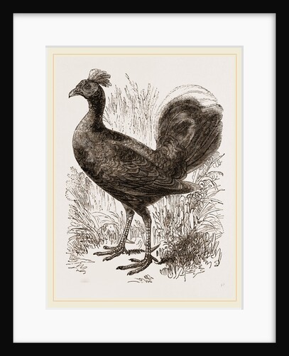Fire-backed Jungle Fowl Male by Anonymous