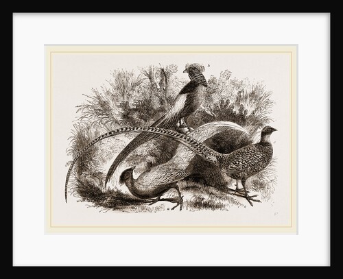 Group of Chinese Pheasants by Anonymous