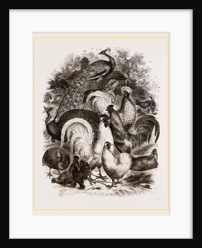 Group of Domestic Poultry by Anonymous