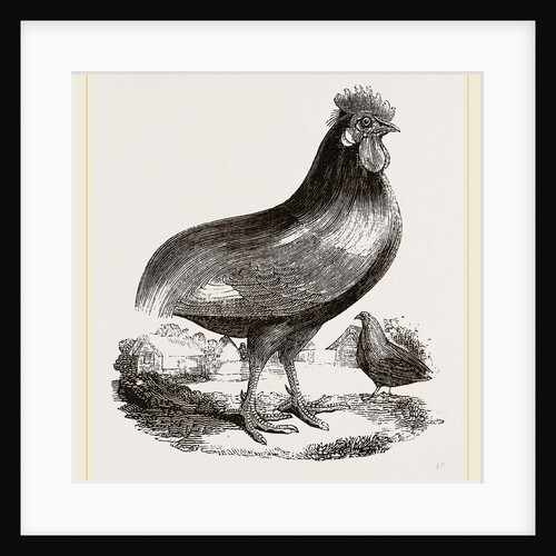 Persian Cock by Anonymous