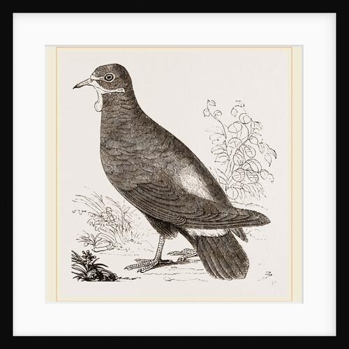 Wattled Ground Pigeon by Anonymous