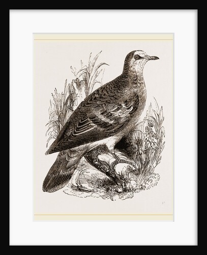Bronze-winged Pigeon by Anonymous