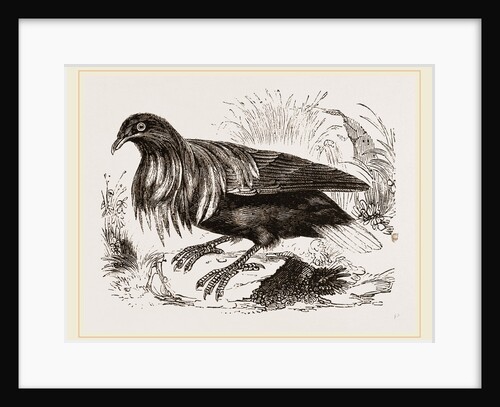 Nicoliar Pigeon by Anonymous