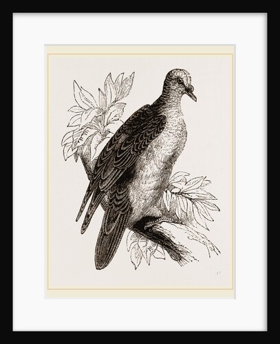 Oceanie Fruit-Pigeon by Anonymous