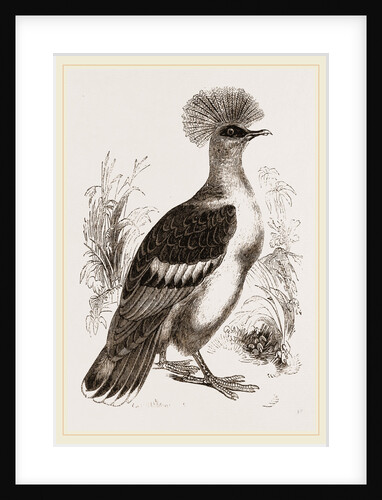 Crowned Pigeon by Anonymous