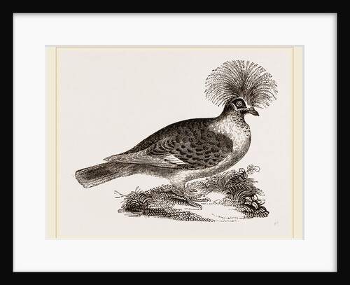Crowned Pigeon by Anonymous