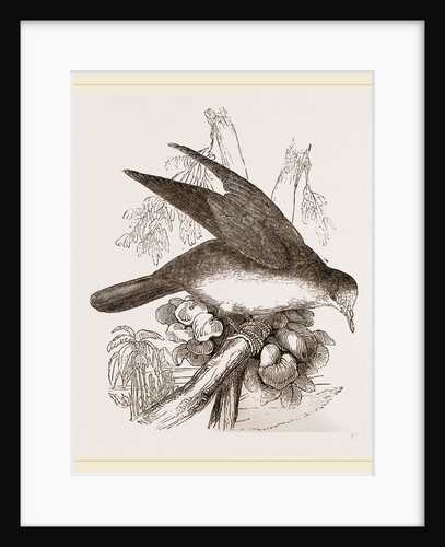 Brown-backed Peristera by Anonymous