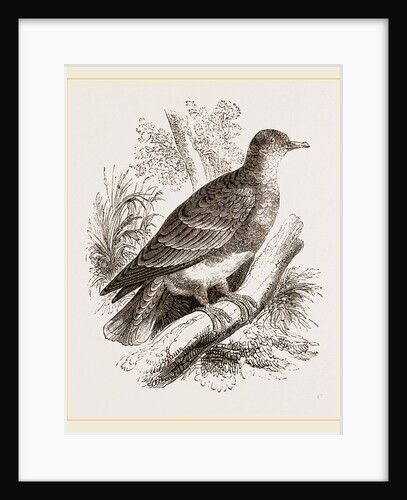 Manasope Pigeon by Anonymous