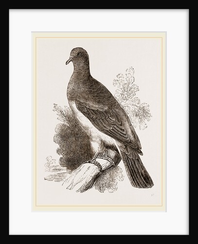 Chestnut-shouldered Pigeon by Anonymous