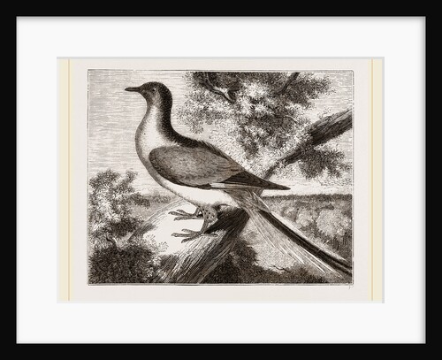 Passenger-Pigeon by Anonymous