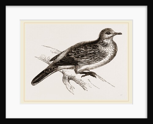 Turtle-Dove by Anonymous