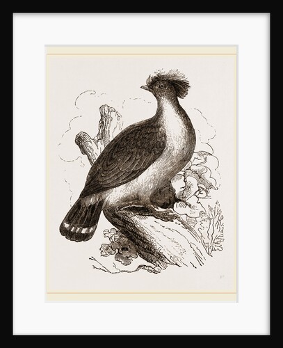 double-crested Pigeon by Anonymous