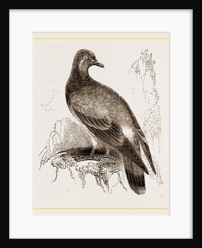 Rock-Dove by Anonymous