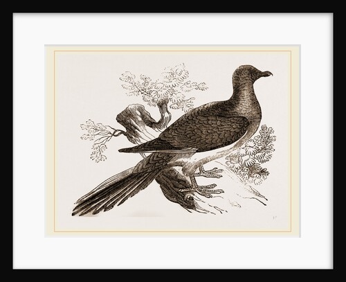 Passenger Pigeon by Anonymous