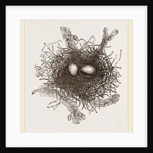 Nest of Turtle Dove by Anonymous