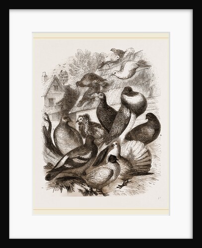 Group of Pigeons by Anonymous