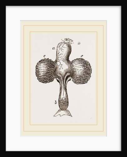 Crop of Pigeon by Anonymous