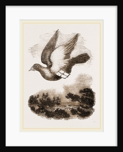 Carrier-Pigeon by Anonymous