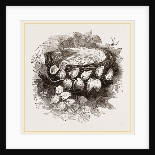 Nest of Wood-Swallow by Anonymous