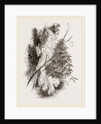 Swarm of Wood-Swallows by Anonymous