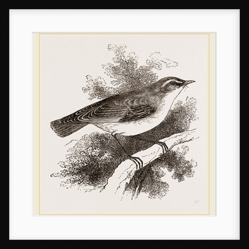 Wood-Wren by Anonymous