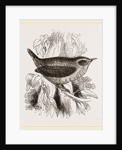 Common Wren by Anonymous