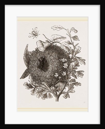 Nest of Wren by Anonymous