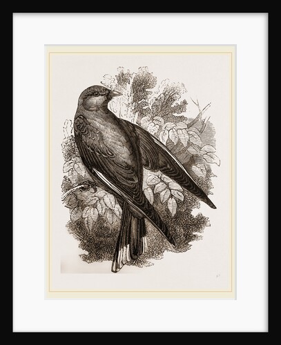 Common Wood-Swallow by Anonymous