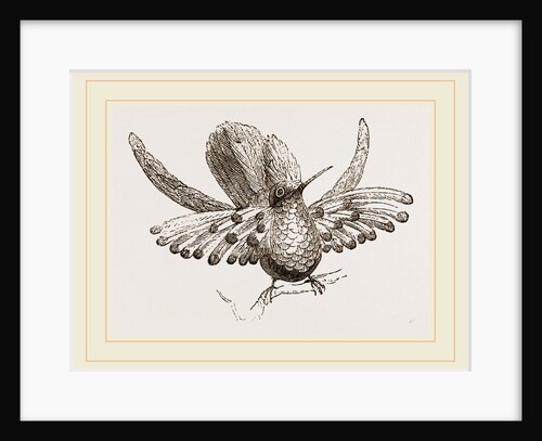 Gould's Humming bird by Anonymous