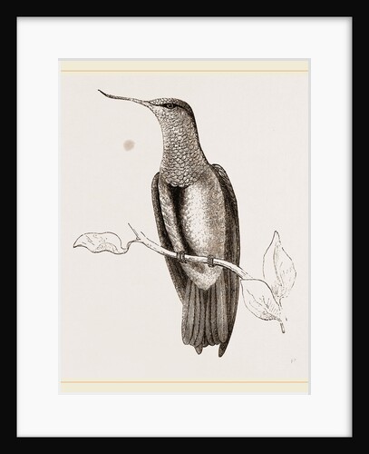 Recurved-bill Humming-bird by Anonymous