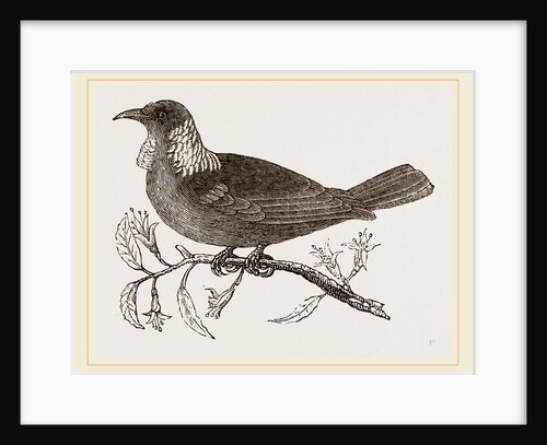 Poe Bird by Anonymous