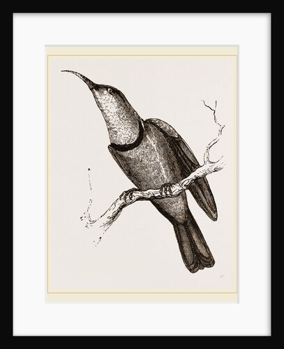 Collared Sun-bird by Anonymous