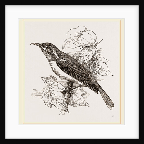Javanese Sun-bird by Anonymous
