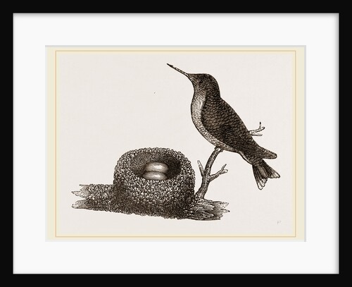 Ruby-throated Humming-bird and Nest by Anonymous