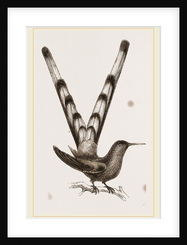 Bar-tailed Humming bird by Anonymous